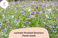 25+ Lavender Pinwheel Geranium Seeds – Hardy Perennial, Lavender Flowers, Pollinator Friendly, Geranium 'Pinwheel' for Garden Beds & Containers