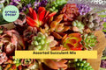 Assorted Succulent Cuttings – 12 Live Green Varieties Echeveria, Sedum, Crassula for Propagation, Terrariums, DIY Gardens