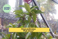 Hoya pubicalyx Pink Silver Live Rooted Starter Plant – Trailing Houseplant with Variegated Foliage & Fragrant Pink Blooms