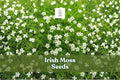 Irish Moss Seeds - 200 Count Sagina Subulata - Low-Growing Ground Cover with White Blooms - Ideal for Gardens and Pathways
