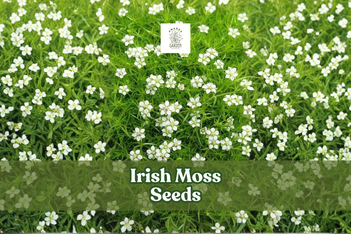 Irish Moss Seeds - 200 Count Sagina Subulata - Low-Growing Ground Cover with White Blooms - Ideal for Gardens and Pathways