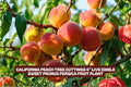 Chickasaw Plum Bare Root Plant 6-12" Prunus angustifolia Native Small Tree for Garden, Wildlife & Fruit Production