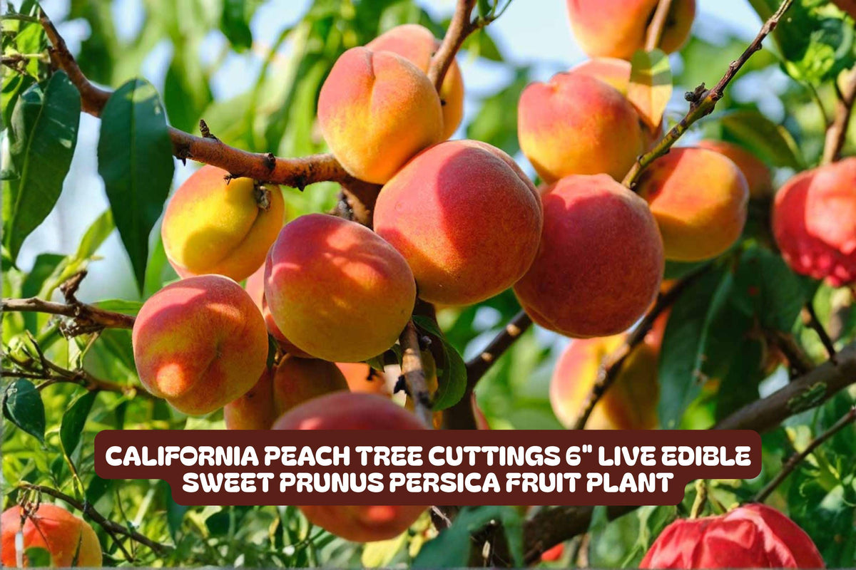 Chickasaw Plum Bare Root Plant 6-12" Prunus angustifolia Native Small Tree for Garden, Wildlife & Fruit Production