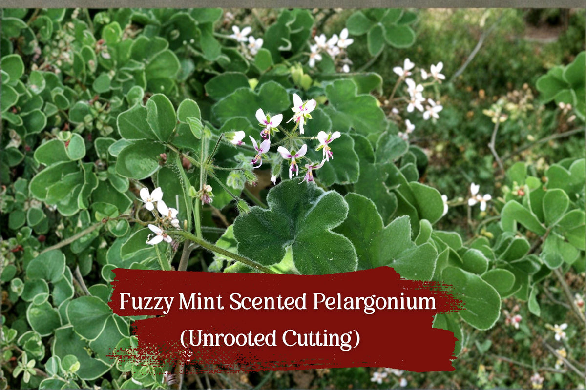 Fuzzy Mint Geranium Cuttings – Chocolate Aroma, Unrooted Pelargonium, Easy Grow, Fragrant Foliage, White-Pink Flowers