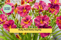 Ruby Red Stella Daylily Live Bare Root Plant – Hemerocallis ‘Ruby Red Stella’ with Bright Ruby Red Blooms for Garden Borders & Containers