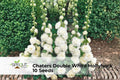 Chaters Double White Hollyhock Seeds – Heirloom Alcea rosea, Cottage Garden Flower, 10 Seeds