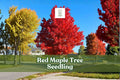 Red Maple Tree Seedling | Acer rubrum | Vibrant Fall Color | Ornamental Shade Tree | Live Plant