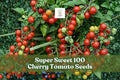 Super Sweet 100 Cherry Tomato Seeds | Solanum lycopersicum | Easy Grow, Prolific, Sweet Fruit, 100+ Seeds