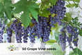 50 Grape Vine Seeds Vitis vinifera Hybrid Ornamental Climbing Vine for Garden, Arbors & Fences