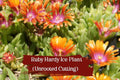 Unrooted Ruby Ice Plant Cuttings | Drought Tolerant Ground Cover | Delosperma cooperi | Bright Ruby-Pink Blooms