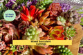 Succulent Cuttings 12 Pack – Green Varieties for DIY Terrariums, Garden Projects & Gifts | Crassula, Echeveria, Sedum