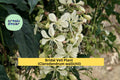 Live Bridal Veil Plant (Clerodendrum wallichii) 4" Pot with Cascading White Flowers, Tropical Foliage, Indoor & Outdoor