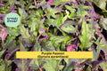 Purple Passion Plant – Gynura aurantiaca – Live Rooted Starter with Fuzzy Purple Velvet Foliage for Indoor Decor