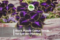 Black Purple Coleus Seeds – 25+ Solenostemon scutellarioides Foliage Seeds for Shade Gardens & Containers