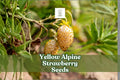 Yellow Alpine Strawberry Seeds – Fragaria vesca var. semperflorens, Edible Ornamental Fruit, Non-GMO, 50 Seeds