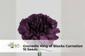 Grenadin King of Blacks Carnation Seeds – Dark Red Double Blooms, Dianthus caryophyllus, Ornamental Flower, Non-GMO, 15 Seeds