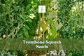 Tromboncino Squash Seeds | 20 Heirloom Cucurbita moschata Seeds | Unique Long Curved Fruit for Garden Planting