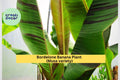 Bordelone Banana Plant Live Rooted Plug | Edible Musa sp. Tropical Fruit Tree for Patio & Garden