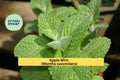 Apple Mint Cuttings – Mentha suaveolens – 10 Fresh Woolly Mint Stems for Herb Gardens, Culinary & Fragrant Garden Herb