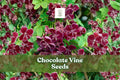 Chocolate Vine Seeds, Akebia quinata, Ornamental Climbing Vine, Purple Flowers, Five-Leaf Vine, Fast-Growing Plant, Garden Trellis Seeds