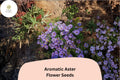 100 Symphyotrichum oblongifolium Seeds | Aromatic Aster | Purple Native Perennial Wildflower for Pollinator Gardens