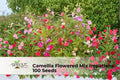 Camellia Flowered Impatiens Seeds – 100 Non-GMO Shade-Loving Annual with Double Blooms in Mixed Colors, Impatiens walleriana