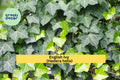English Ivy Live Cuttings – 6-Pack Hedera helix, Organic Evergreen Vine for Ground Cover & Hanging Baskets