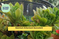 Aeonium arboreum Succulent Cuttings – 2 Unrooted Stems for Propagation, Drought-Tolerant Succulent for Pots & Rock Gardens
