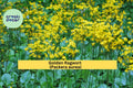 Golden Ragwort Seeds Packera aurea – Native Shade-Loving Wildflower Groundcover for Pollinators, Zones 3–9