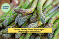 10 Green Jersey Giant Asparagus Crowns – Asparagus officinalis Bare Root Plants, Heirloom Variety for Garden Growing