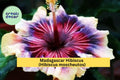 Madagascar Hibiscus Plant – Live Starter Mallow – Hibiscus moscheutos – Large Tropical Blooms, Hardy Perennial for Gardens and Pondsides