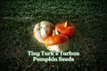 Mini Turk's Turban Pumpkin Seeds – Heirloom Gourd for Fall Decor, Ornamental Cucurbita maxima, 5 Pack