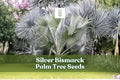 Silver Bismarck Palm Seeds – Tropical Ornamental Tree, Silvery Blue Foliage, Bismarckia nobilis, 3 Seeds