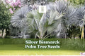 Silver Bismarck Palm Seeds - 3 Premium Seeds, Ornamental Tropical Palm, Bismarckia nobilis, Silvery Blue Foliage