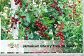 Jamaican Cherry Tree Seeds | Tropical Ornamental Muntingia calabura | Fast-Growing Small Tree for Gardens & Containers