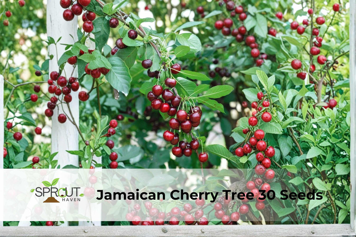 Jamaican Cherry Tree Seeds | Tropical Ornamental Muntingia calabura | Fast-Growing Small Tree for Gardens & Containers