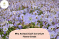 25+ Mrs. Kendall Clark Geranium Seeds | Perennial Purple Flowering Plant | Geranium pratense 'Mrs. Kendall Clark'