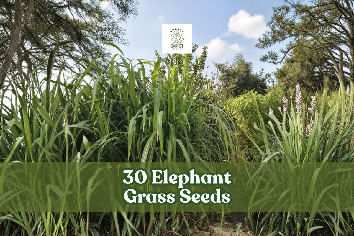 30 Elephant Grass Seeds | Tall Ornamental Pennisetum purpureum | Fast-Growing Tropical Grass for Landscaping