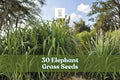 30 Elephant Grass Seeds | Pennisetum purpureum | Fast Growing Ornamental Grass | USA Grown for Fencing & Landscaping