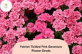 25+ Patriot Tickled Pink Geranium Seeds | Bright Pink Perennial Flowers | Pelargonium × hortorum