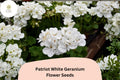 25+ Patriot White Geranium Seeds | Perennial Flower Pelargonium × hortorum ‘Patriot White’ for Garden, Border & Patio