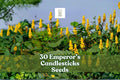 30 Emperor’s Candlesticks Seeds | Senna alata | Yellow Flowering Tropical Shrub | Non-GMO Ornamental Plant Seeds