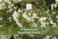 6 American Snowbell Seeds | White Flowering Shrub | Styrax americanus | Hardy Ornamental Plant for Gardens