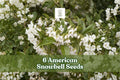 6 American Snowbell Seeds Styrax americanus White Flowering Shrub Ornamental Plant for Garden