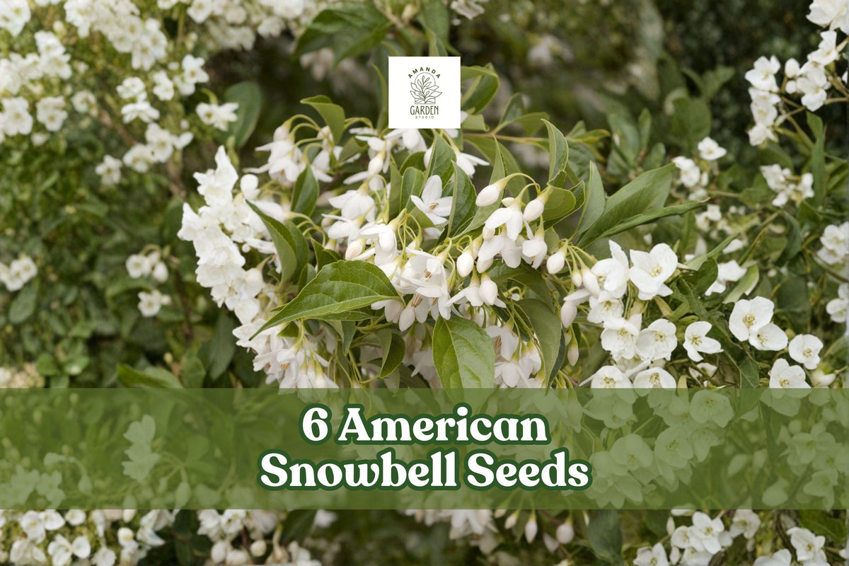 6 American Snowbell Seeds Styrax americanus White Flowering Shrub Ornamental Plant for Garden