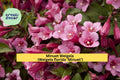 Minuet Weigela Live Cutting – Compact Rosy Pink Flowering Shrub with Green to Bronze Foliage – Weigela florida ‘Minuet’