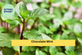 Chocolate Mint Live Roots – 4 Starter Plants, Mentha × piperita ‘Chocolate’, Fragrant Perennial Herb for Pots & Garden Zones 5–9