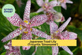 Live Tricyrtis Sinonome Japanese Toad Lily Perennial Plant with Orchid-Like Spotted Blooms, Shade Garden