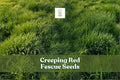 Creeping Red Fescue Seeds 1,000 Count | Festuca rubra | Shade Tolerant Groundcover | Low-Maintenance Lawn Grass