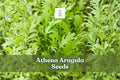 200 Athena Arugula Seeds | Eruca vesicaria | Fast-Growing Salad Green for Home Gardens and Containers